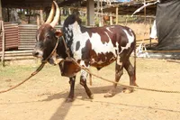 Фото Баргур