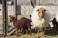 Фото Каліфорнійська Червона (California Red)