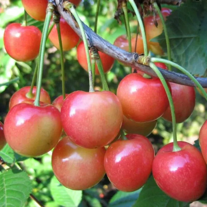 Присадибна