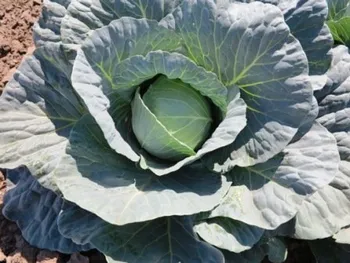 Сорти капусти Габрієль F1 / Gabriel F1