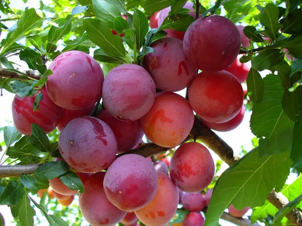 Нижньогородська