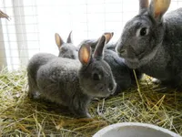 Фото Шиншила американська