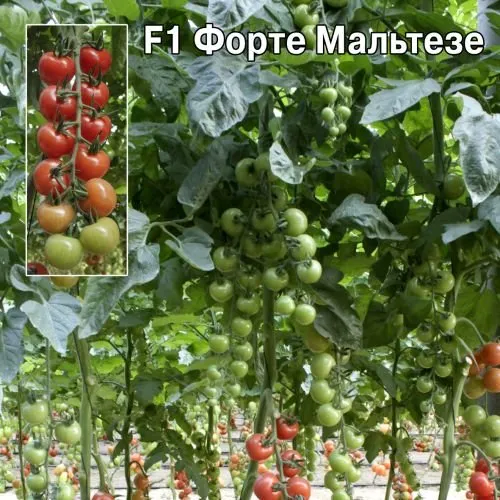 Форте Мальтезе F1