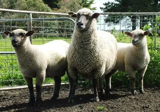 Південний Саффолк (South Suffolk)