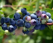 Фото Фіолент (Fiolent)