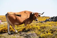 Фото Арукеса