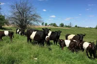 Фото Буелінго (Buelingo)