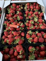 🍓 Полуниця садова Мурано та Клері від виробника! 🍓