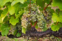 Фото Фурмінт