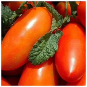 Сорти помідорів Алтей