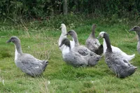 Фото Дендермонд