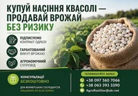 Фото Насіння квасолі білої. Гарантований викуп врожаю