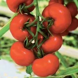 Беріл РЦ F1 / Beril RZ F1