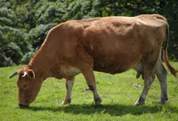 Фото Алатауська (Alatau)