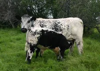 Фото Канадський Спекл-парк