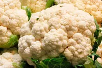 Фото Агротехніка та розмноження цвітної капусти