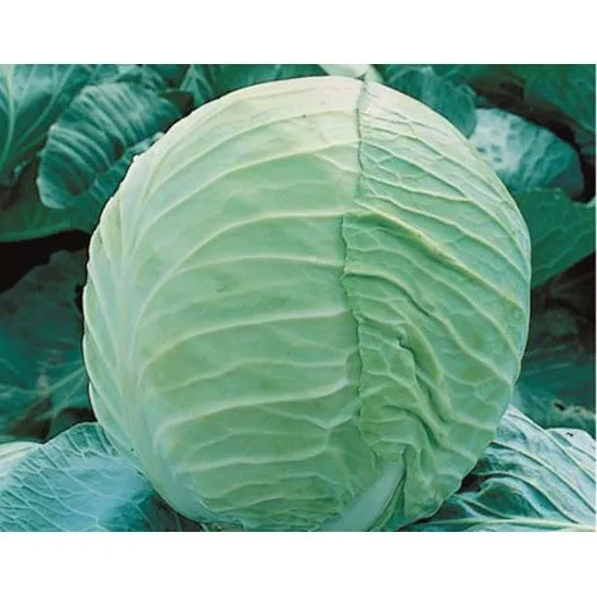 Ердено F1 / Erdeno F1