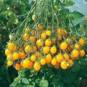Сорти помідорів Мініголд / Minigold