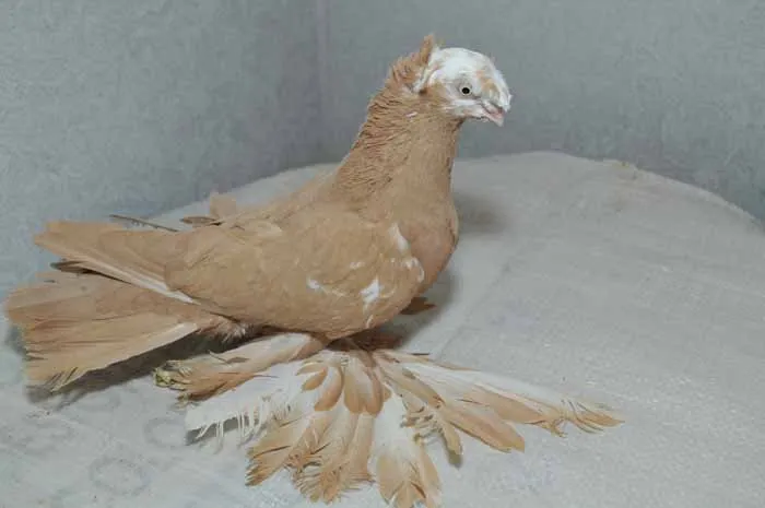 Узбекський льотно-ігровий