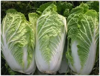 Фото Білко F1 / Bilko F1