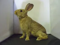 Фото Золотистий Главкот