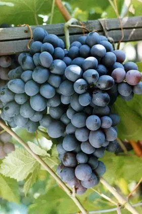 Восторг Чорний