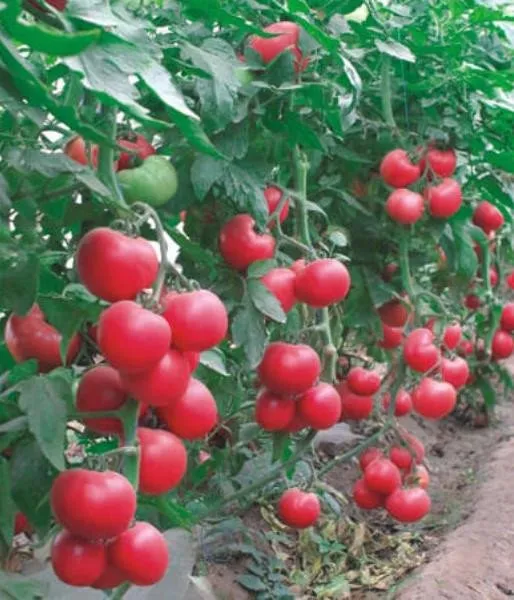 Пабло F1 / Pablo F1