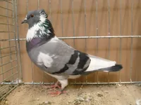 Фото Спілдеркен (The Speelderken)