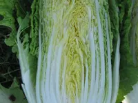 Фото Табалуга F1