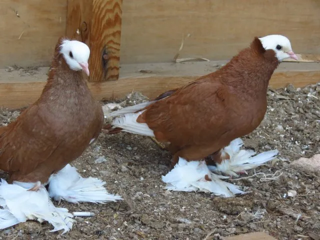 Армавірські білоголові космачі