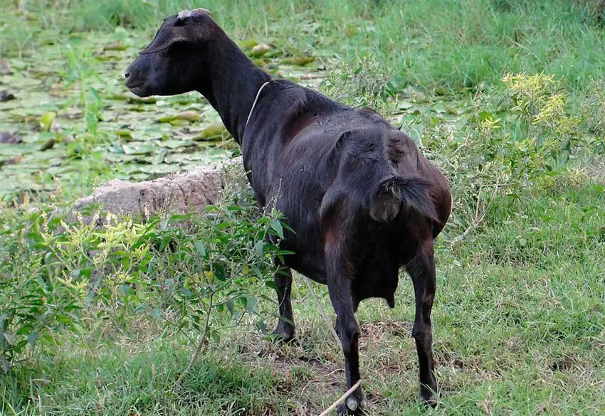 Бенгальська Чорна коза