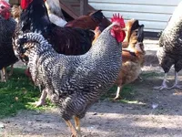 Фото Геркулес