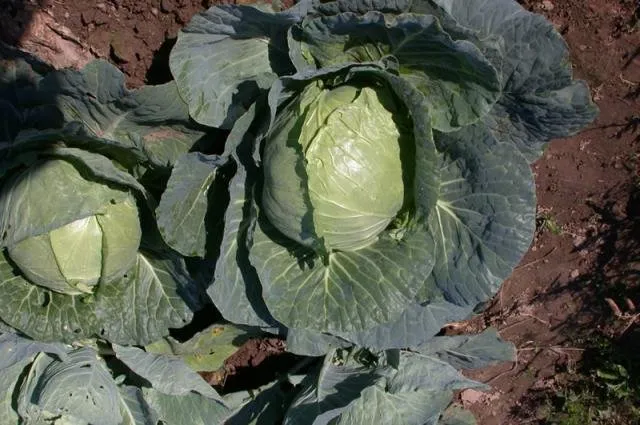 Стахановка 1513