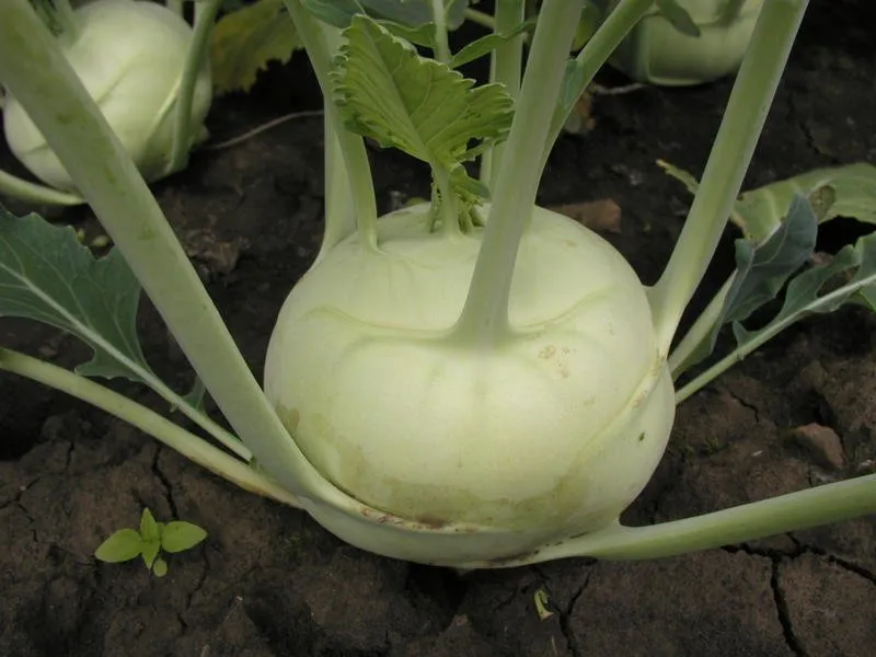 Моравіа / Moravia