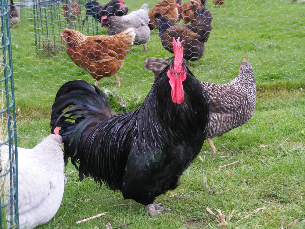 Шотландська Кремезна (Scots Dumpy)