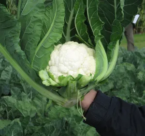 Сорти капусти Немо F1 / Nemo F1