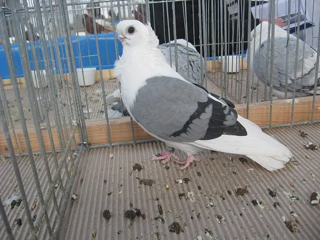 Польська чайка (Домінікан)