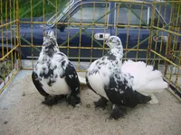 Фото Троїцькі