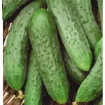 Фото Лорд F1