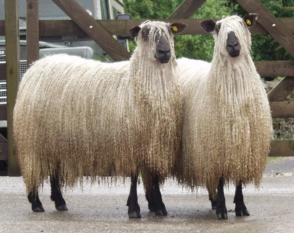 Теасватер (Teeswater)