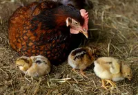 Фото Барневельдер