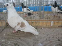 Фото Польська чайка (Домінікан)