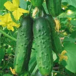 Фото Зелена хвиля F1