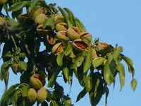 Фото Мигдаль