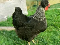 Фото Українська хохлата