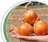 Фото Каладо F1 / Calado F1