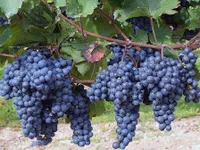 Фото Ізабелла