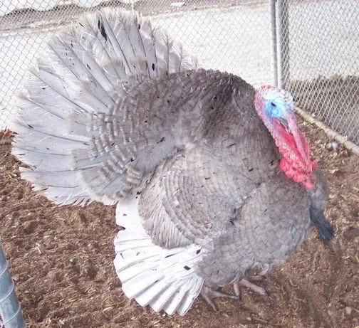 Блакитна Індичка (The Slate Turkey)