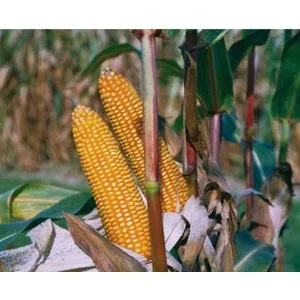 Астері КС / Asteri CS