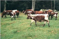 Фото Аломенекор (Allmogekor)